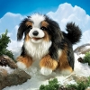 Bernese Mountain Dog Puppet