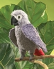 African Grey Parrot Puppet