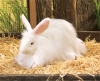 Angora Rabbit Puppet