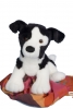 Amelia Border Collie