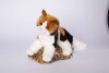 All Spice Calico Cat